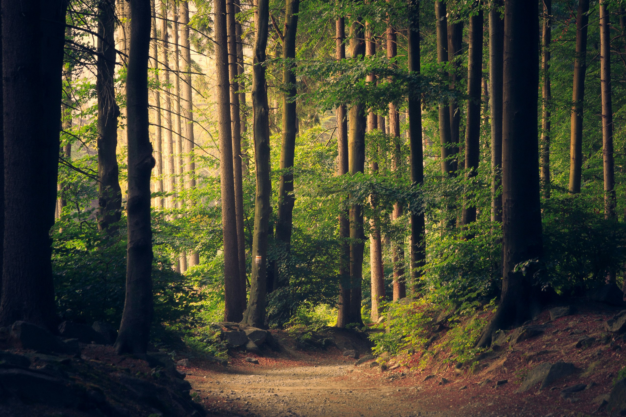Old growth forest trail in Hutchings Preserve